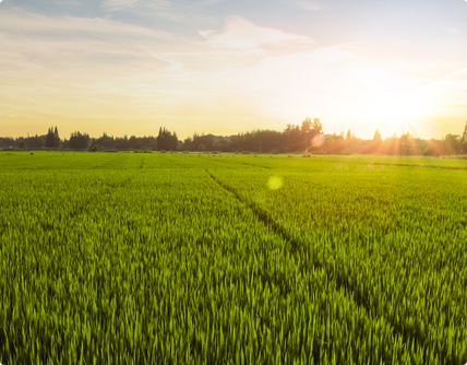 金正大生態(tài)工程集團股份有限公司